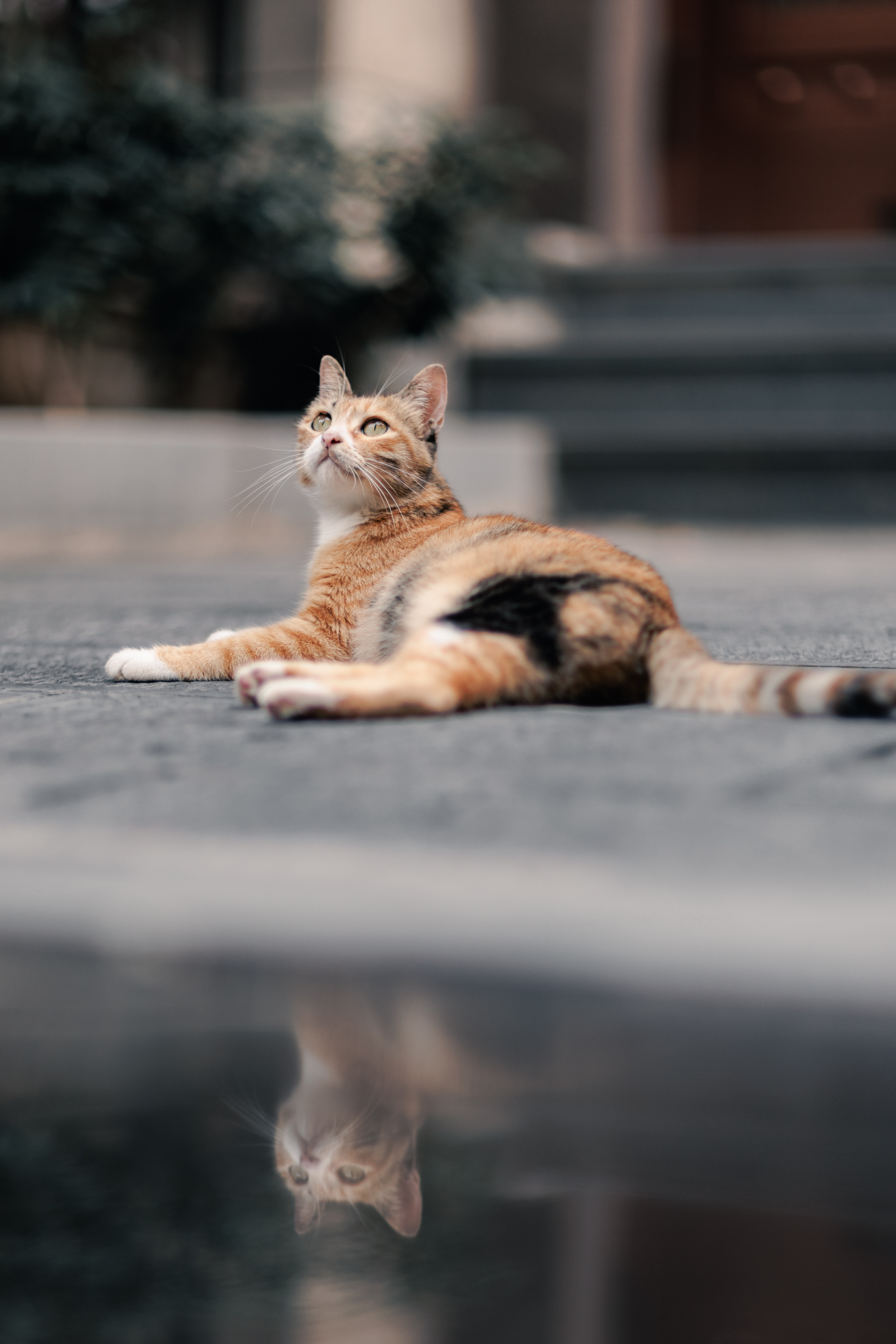猫猫可爱捏